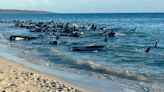 130 whales rescued from mass beach stranding in Western Australia