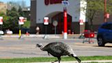 Photo: Wild turkey cruises the Target parking lot