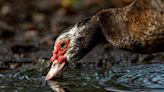 Un trampero a sueldo mató patos ‘agresivos’ en un parque de la zona de Miami. Luego vino la indignación