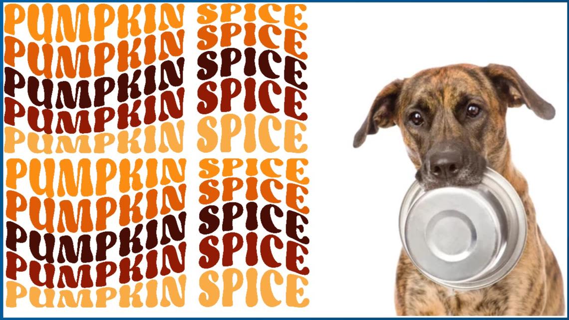 You're not going to give your dog a PSL, but can your dog have pumpkin spice?