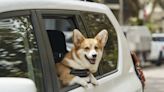 Debuta Uber Pet, la opción para viajar con mascotas - La Tercera