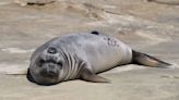 Central Coast elephant seal pup swam 5,000 miles to Alaska and back. See her surprising journey