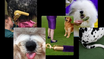 Westminster dog show 2024: No bones about it, these top dogs are ready to show off their stuff