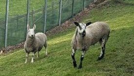 Young offenders turn to 'life-changing' farm work