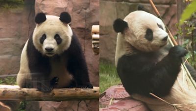 旅美中國大熊貓「雲川」「鑫寶」8月8日加州動物園公開亮相