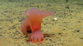 Scientists Discover and Photograph New Deep-Sea Species Called ‘Barbie Pigs’