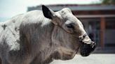 Toro reproductor “papá de muchas crías” se salvó del sacrificio y ahora será ‘jubilado’