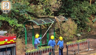 何文田京士柏衛理道塌樹 壓向避雨亭幸無人傷