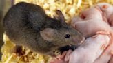 Scientists 'Mind Controlled' Mice Remotely in Extraordinary World First