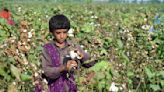 Global Cotton Production Puts Worker Health and Wellbeing at Risk, Study Finds