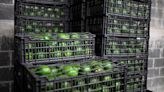 US pauses avocado inspections again from Mexican state over security concerns