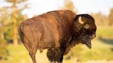 Hiker 'Charged and Gored' by Bison at Texas Park — and Captures Frightening Moment on Video