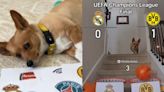 ¿Real Madrid o Borussia Dortmund? El perro que acertó los cuartos anuncia al campeón de la Champions