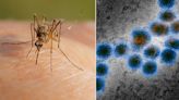 Deadly West Nile virus 'increasingly likely' to emerge in UK, experts warn