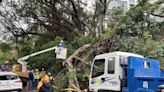 竹市路樹倒塌釀女騎士傷重身亡 家屬發文批市府與高公局踢皮球