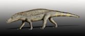 Armadillosuchus