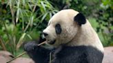 El tan esperado dúo de pandas de San Diego hará su debut público el próximo mes