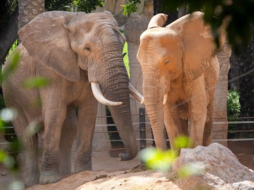 Tooth, el nuevo macho de elefante de Bioparc Valencia comienza a relacionarse con las hembras de la manada