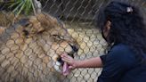 A roaring good birthday: Ira the lion turns 10 at The Teaching Zoo