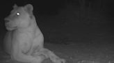 This Lion Was Spotted in an African National Park for the First Time in Decades — It Was Thought to Be Extinct