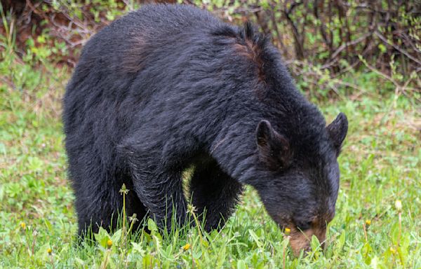 Smoky Mountains tourists caught on camera feeding bears from lodge balcony