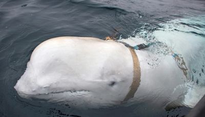 'Russian spy' whale was shot dead: animal rights groups