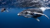 An ethical – and safe – place to swim with whales