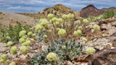 US advances review of Nevada lithium mine amid concerns over endangered wildflower