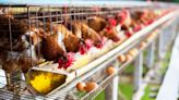Bird flu strikes flock of 4.2 million chickens in Iowa’s Sioux County