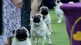 NYC dog handlers reveal how they prepare for the Westminster Dog Show: ‘It’s a very emotionally-fueled sport’