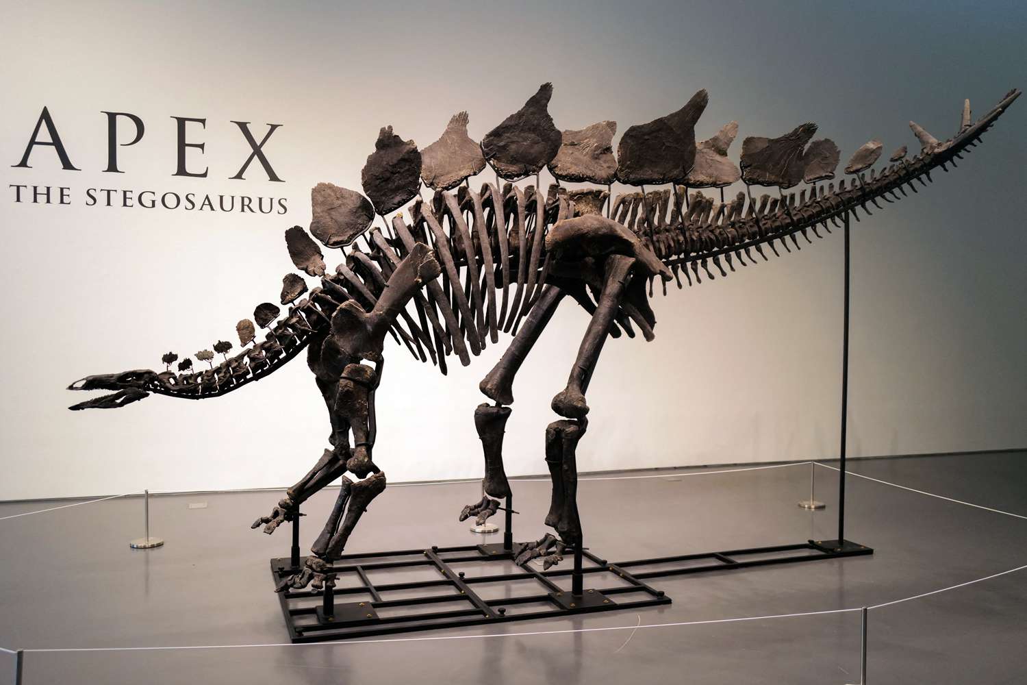 Stegosaurus Named Apex Sells for Record $45 Million – What Makes It So Special?