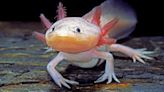 Axolotl: The adorable amphibian that can regrow its body and stay looking young forever