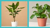 These Low Light Indoor Plants Thrive in Dark Rooms—and Are So Easy to Care For