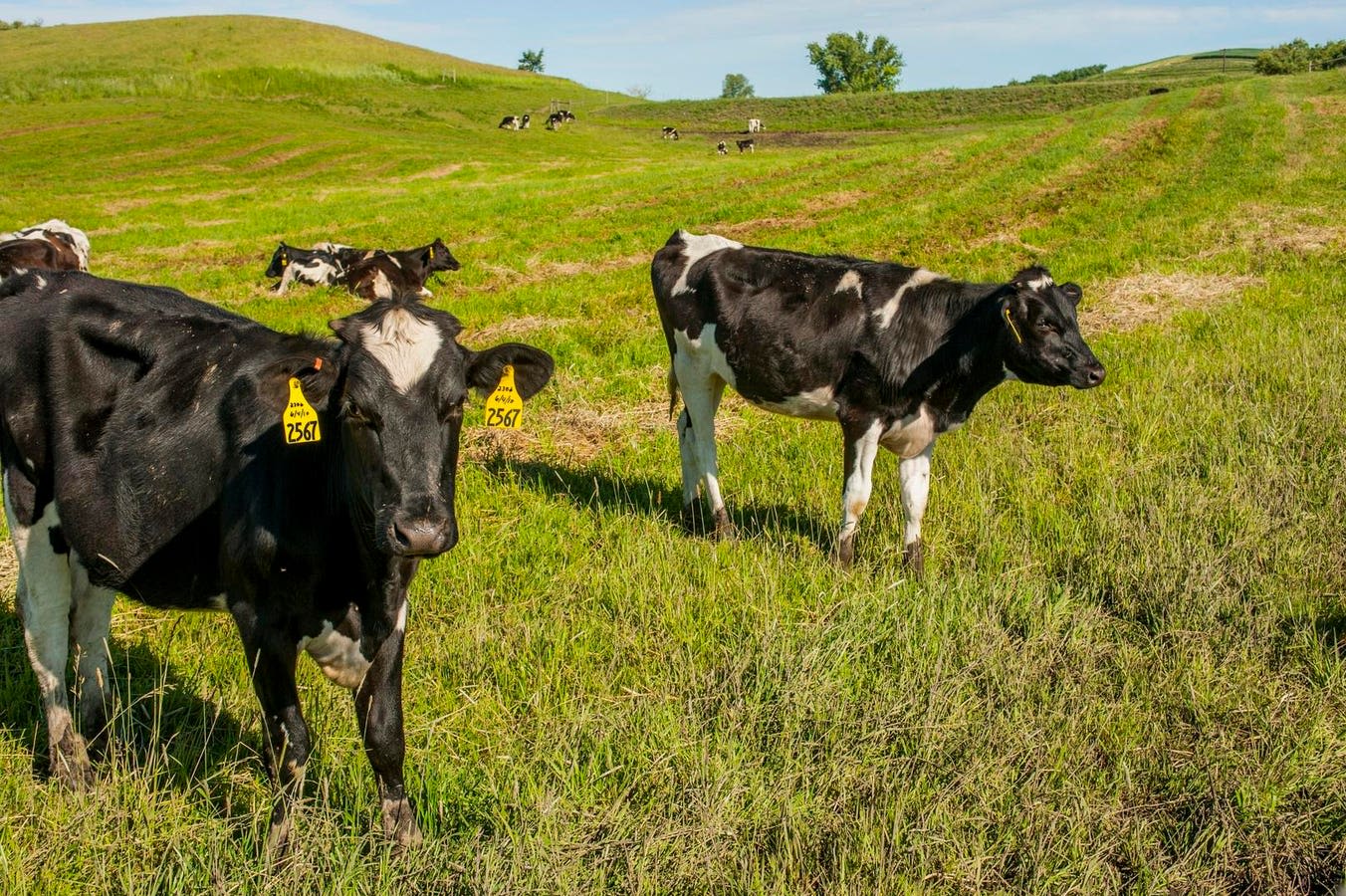 Bird Flu Virus Remnants Found In U.S. Milk Supply—FDA Says Milk Remains Safe