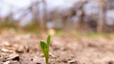 Assistance from USDA sought for farmers impacted by severe storms