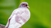 Woman's Sad Reminder About How Humans 'Abandoned' Pigeons Has People in Tears