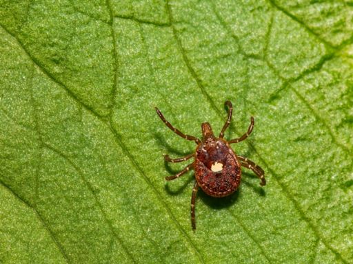 Ask Dr. Nandi: What to know about ticks and how to spot, get rid of them