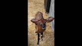 ‘Look at those ears!’ Endangered calf with a touching name is born at Ohio zoo