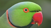 Indian Ringneck Parakeet Meets Toy in His Likeness and Total Cuteness Ensues