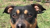 Pet of the Week: Bree, Am staff/rottweiler mix, is a snuggler who loves pats