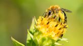 Wild bees are under threat from domestic bees, invasive species, pathogens and climate change — but we can help