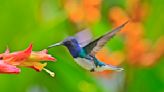 25 Gorgeous Flowers and Plants That Attract Hummingbirds
