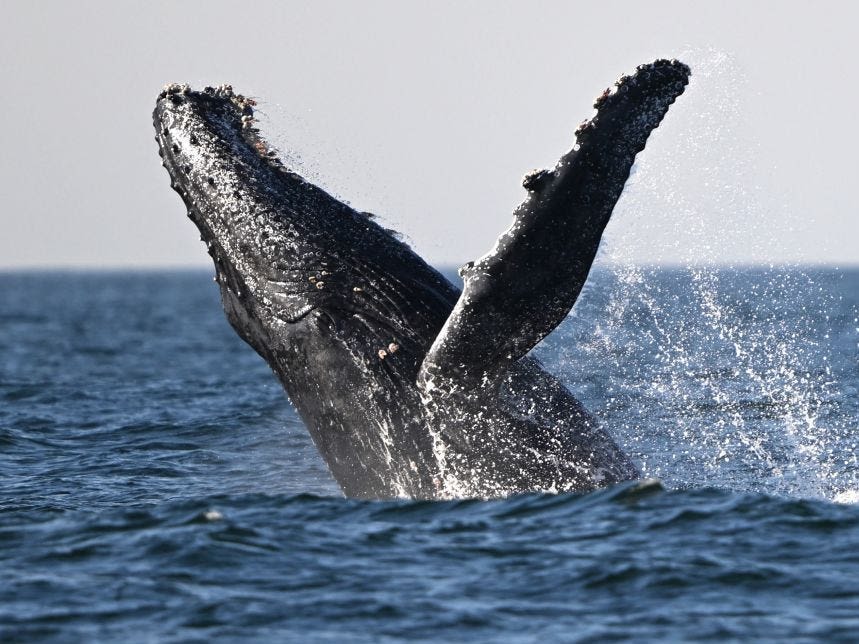 Video showed a humpback whale smashing into and capsizing a boat. Biologists say the whale was likely just feeding.