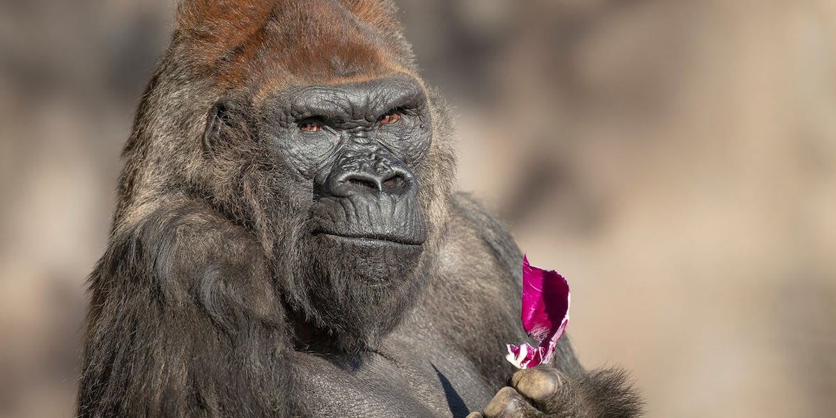 Winston, beloved gorilla at San Diego Zoo Safari Park, dies at 52 after suffering health problems