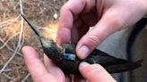Giant hummingbirds with backpacks help discover a species