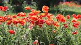 Georgetown, Texas, Will Host 25th Annual Red Poppy Festival This April