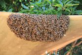 Swarming (honey bee)