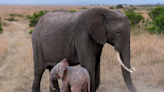 Rare Albino Elephant Calf Spotted in National Park in South Africa