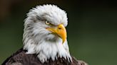 Wings of Wonder: West Virginia Birds of Prey to come to Pipestem State Park