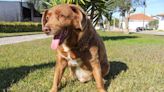 Take a bow-wow! Meet Bobi, the world's oldest dog on record